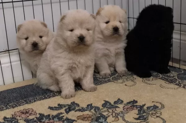 Safkan Irk Garangili Chow Chow Yavrular