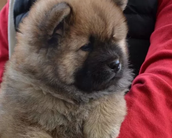 Safkan Irk Garangili Chow Chow Yavrular