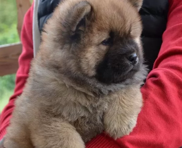 Safkan Irk Garangili Chow Chow Yavrular