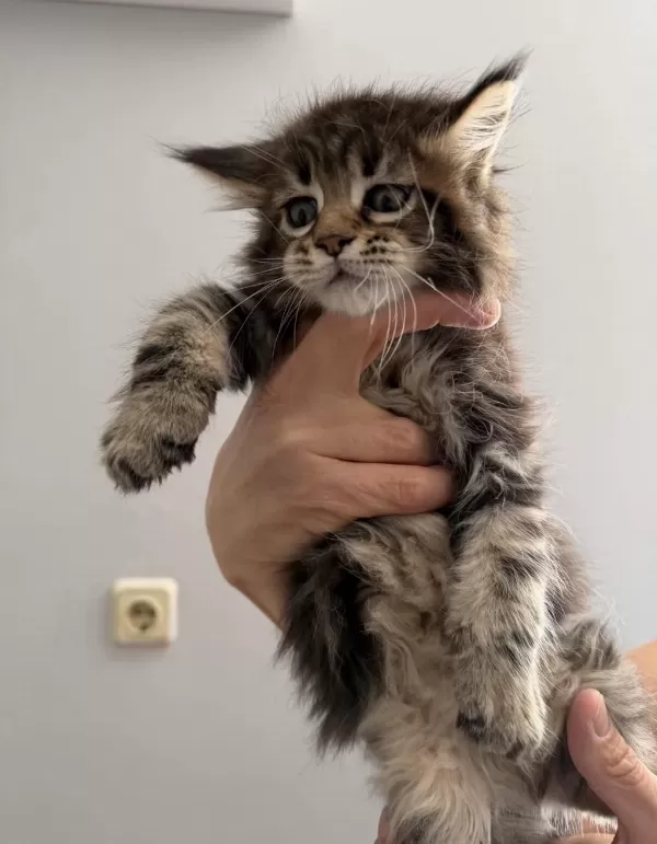 Maine Coon Dişi Erkek Orman Rengi