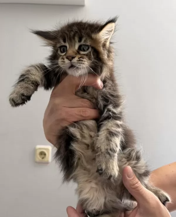 Maine Coon Dişi Erkek Orman Rengi
