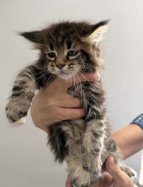 Maine Coon Dişi Erkek Orman Rengi