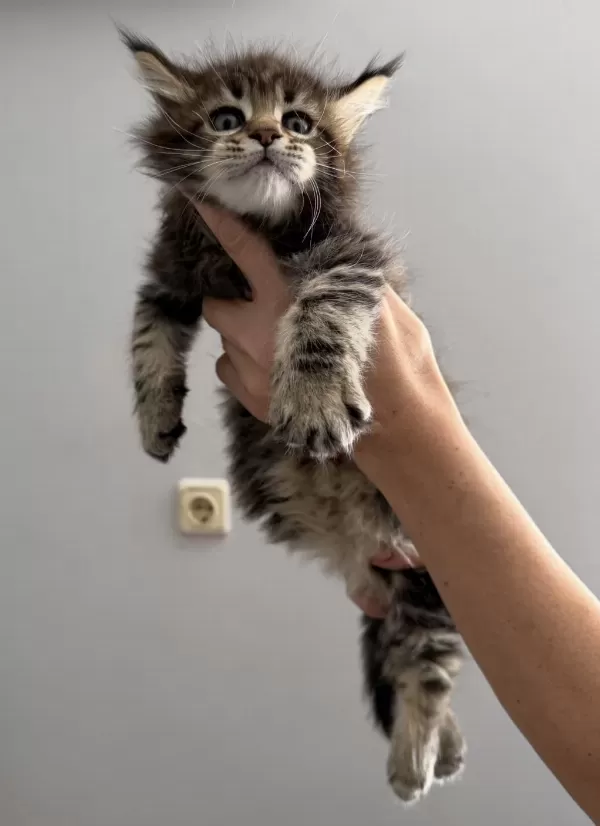 Maine Coon Dişi Erkek Orman Rengi