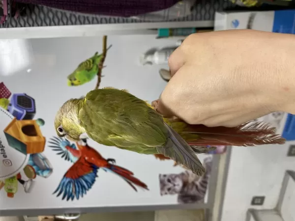 Erkek Konur Papağanimiz