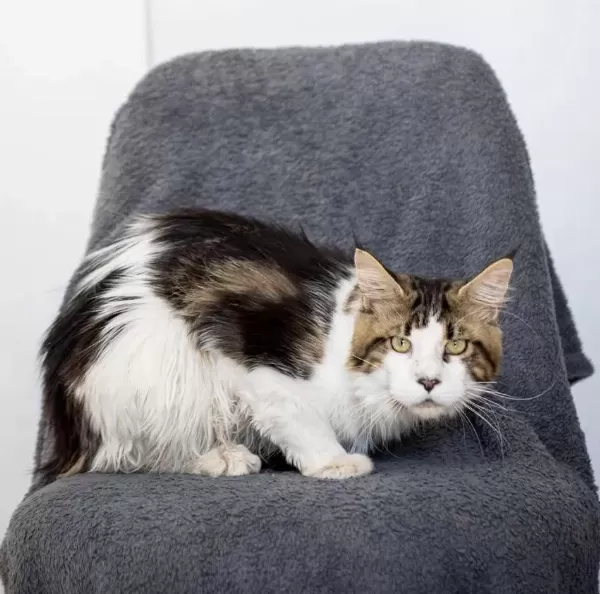 Dev Maine Coon Şecereli Erkek Bicolor