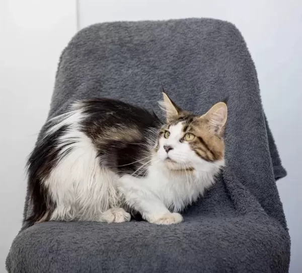 Dev Maine Coon Şecereli Erkek Bicolor