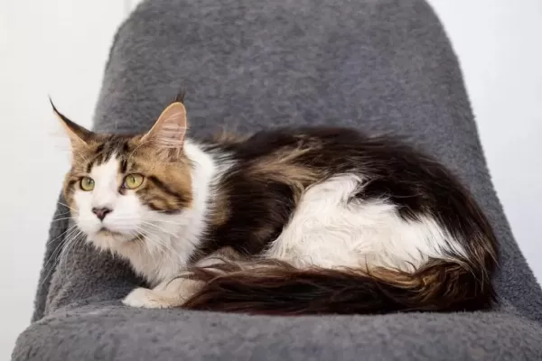 Dev Maine Coon Şecereli Erkek Bicolor