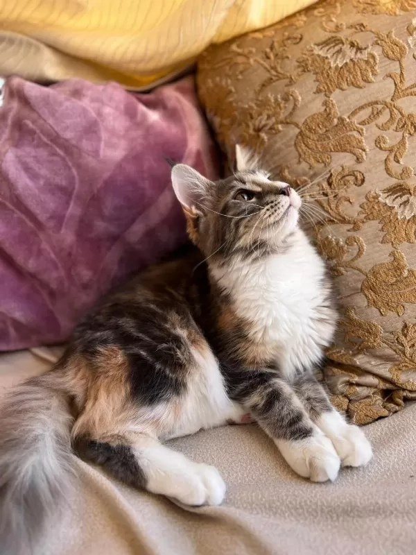 Maine Coon Dişi Silver Tortie Uygun