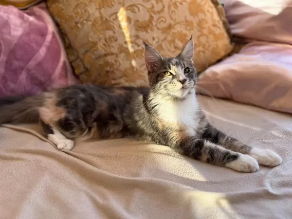 Maine Coon Dişi Silver Tortie Uygun