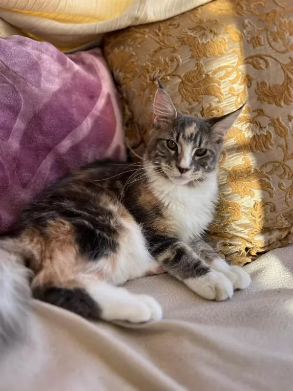 Maine Coon Dişi Silver Tortie Uygun