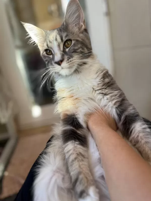 Maine Coon Dişi Silver Tortie Uygun