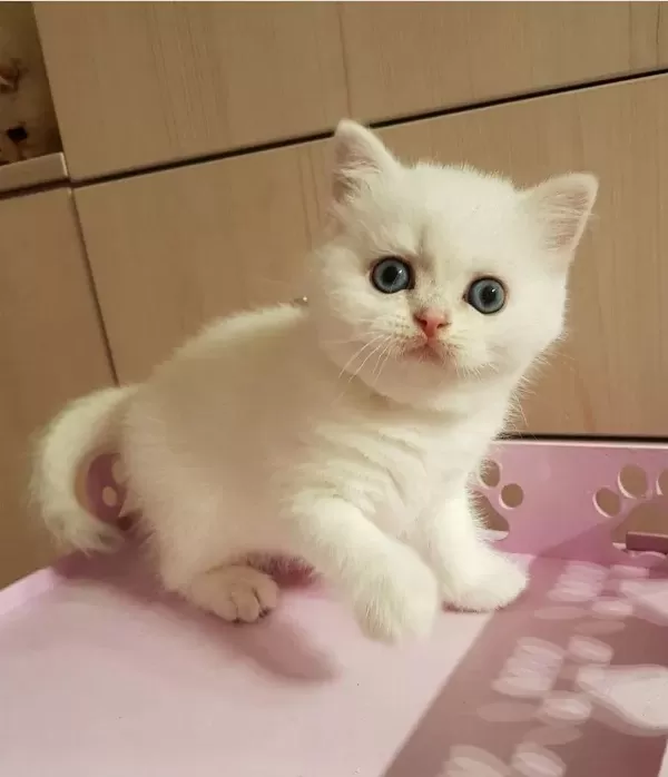 British Shorthair Yavrulari