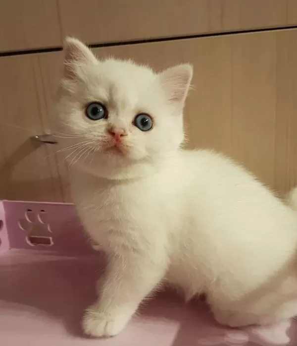 British Shorthair Yavrulari