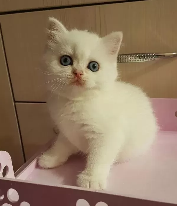 British Shorthair Yavrulari