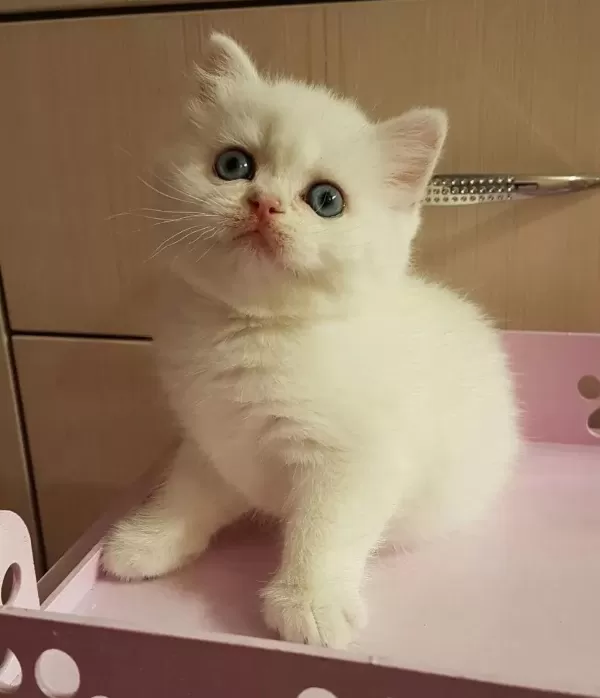British Shorthair Yavrulari