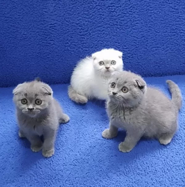 İstanbul İçi 7/24 Adrese Teslim Scottish Fold Ponçikler