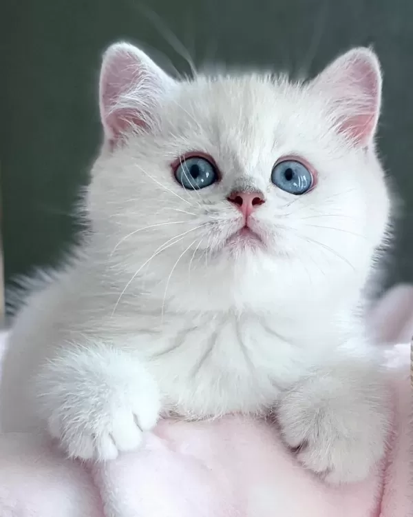 Kar Beyaz Silver British Shorthair Ns1133