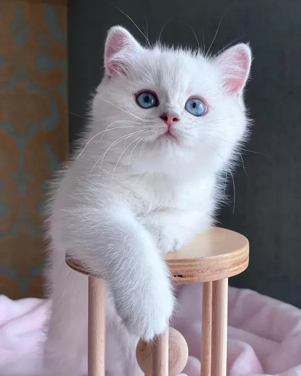 Kar Beyaz Silver British Shorthair Ns1133