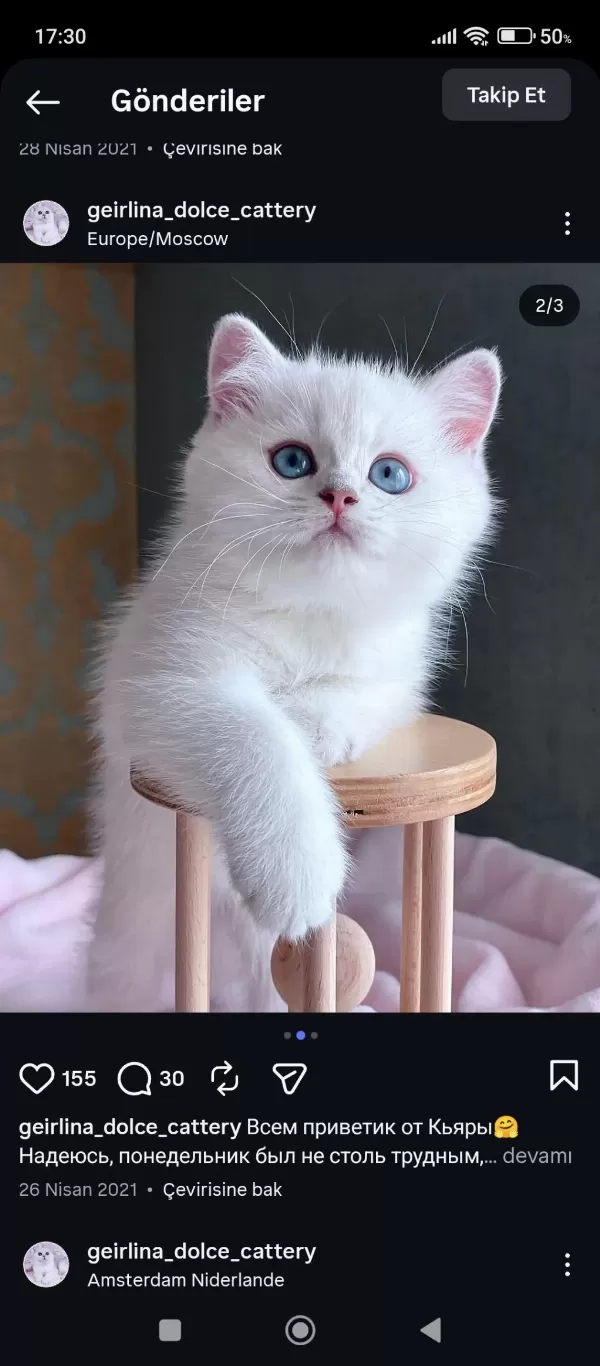 Kar Beyaz Silver British Shorthair Ns1133