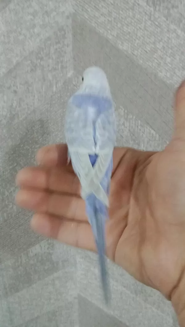 30 Günlük Erkek Yavru Muhabbet Kuşu