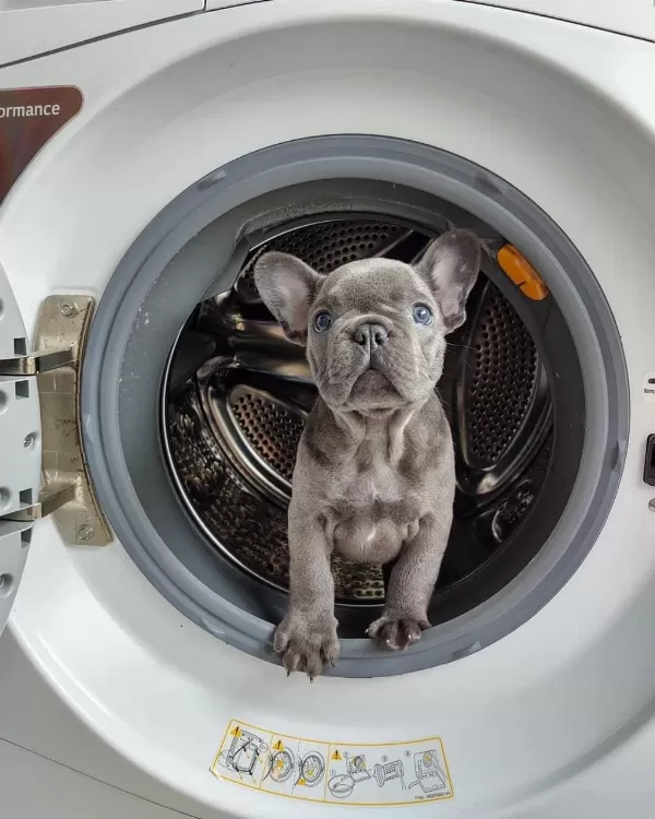 French Bulldog Yavrulari