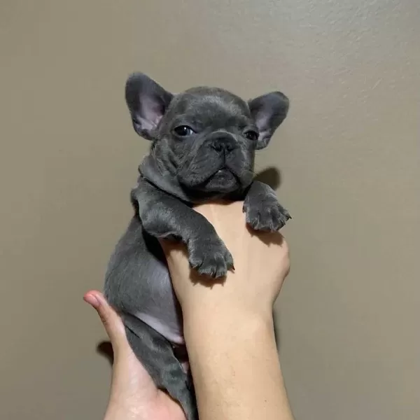 French Bulldog Yavrulari