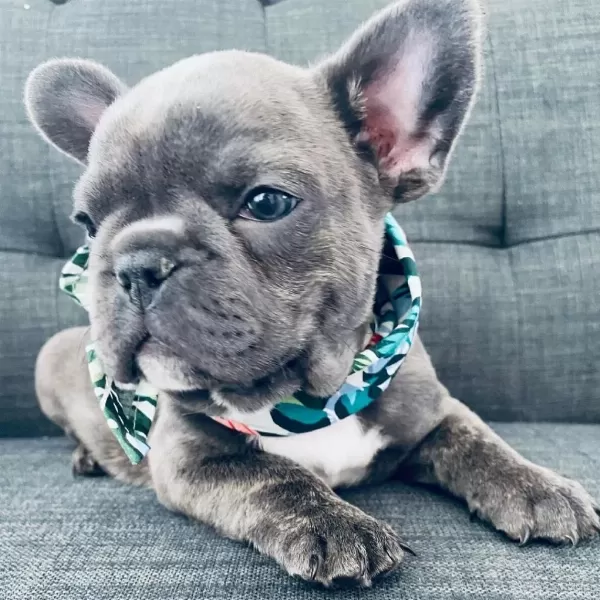 French Bulldog Yavrulari