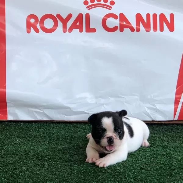 French Bulldog Yavrulari