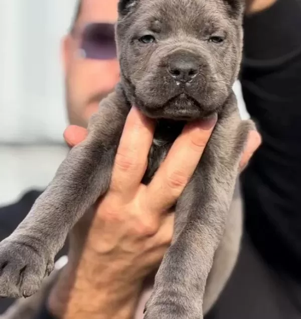 Safkan Irk Garantili Cane Corso Italyano Yavrular