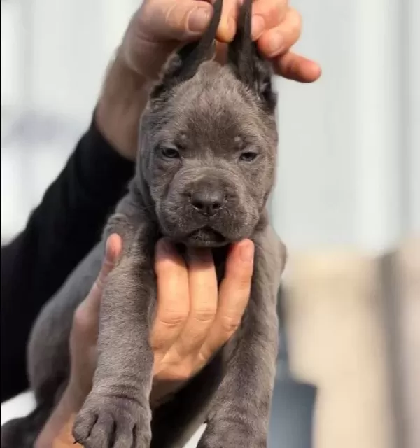Safkan Irk Garantili Cane Corso Italyano Yavrular