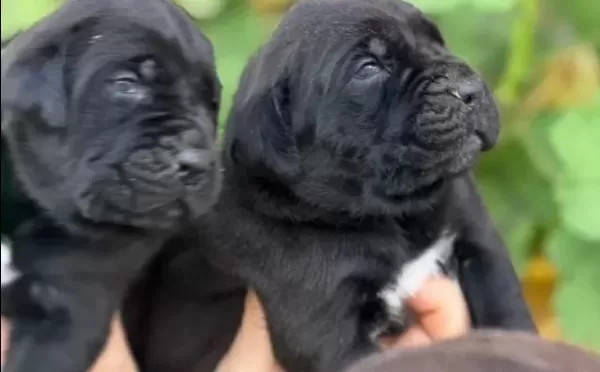 Safkan Irk Garantili Cane Corso Italyano Yavrular