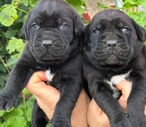 Safkan Irk Garantili Cane Corso Italyano Yavrular