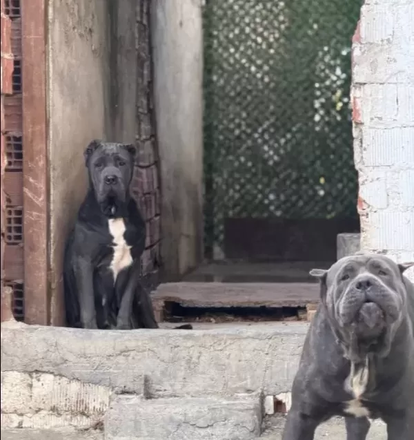 Safkan Irk Garantili Cane Corso Italyano Yavrular
