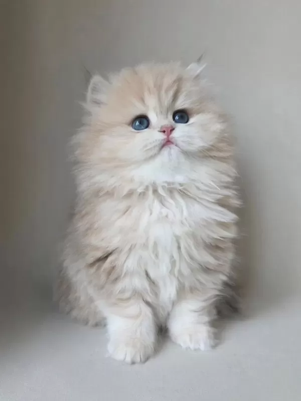 Dünya Güzeli Ay Golden British Longhair