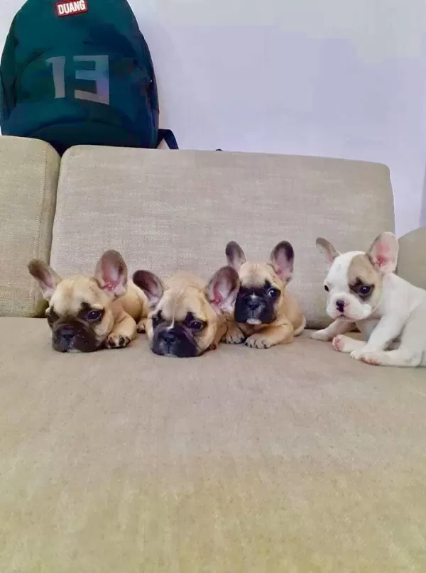 French Bulldog Yavrulari
