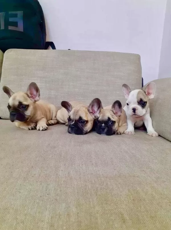 French Bulldog Yavrulari