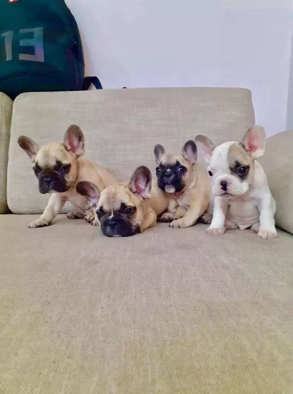 French Bulldog Yavrulari