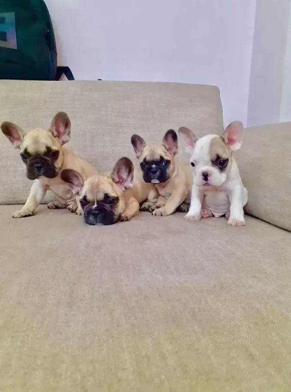 French Bulldog Yavrulari
