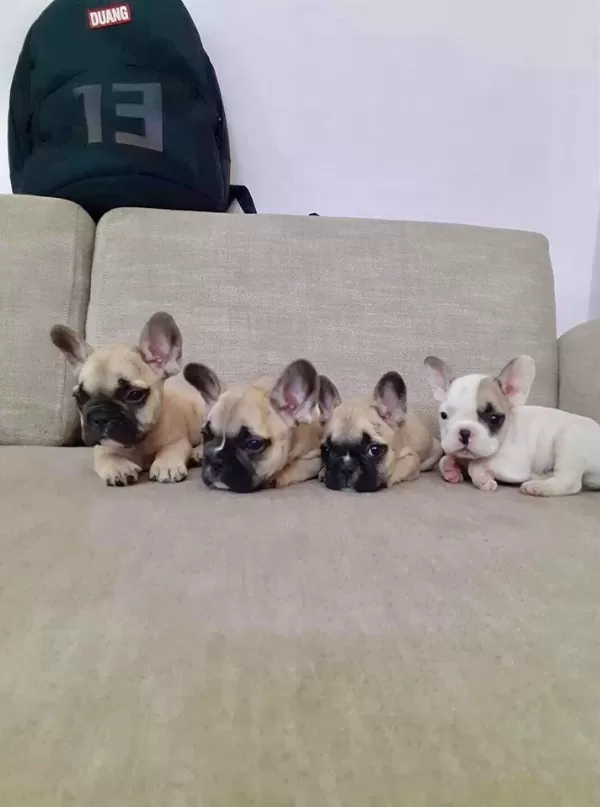 French Bulldog Yavrulari