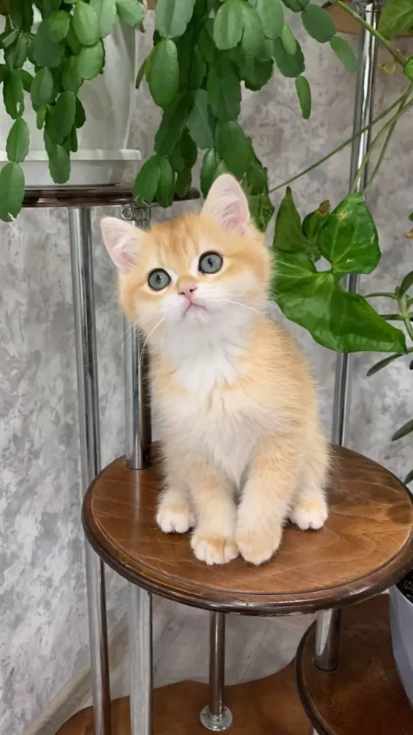 Altın Parlaklığında Golden British Shorthair