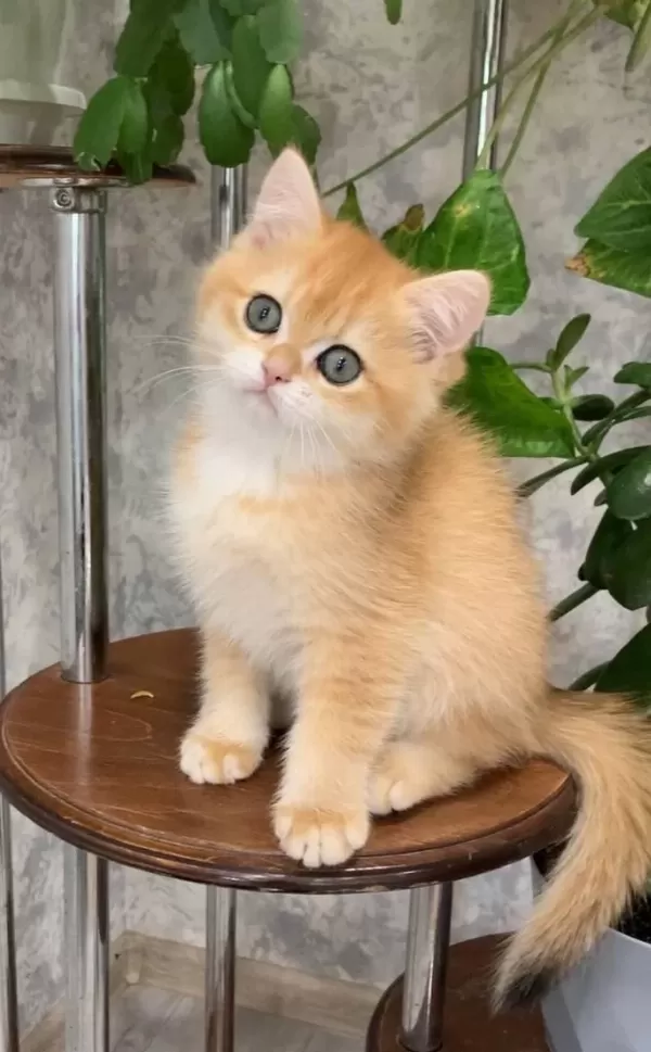 Altın Parlaklığında Golden British Shorthair