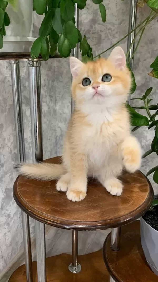 Altın Parlaklığında Golden British Shorthair