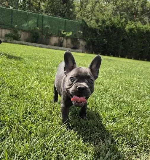 Blue French Bulldog Yavrulari