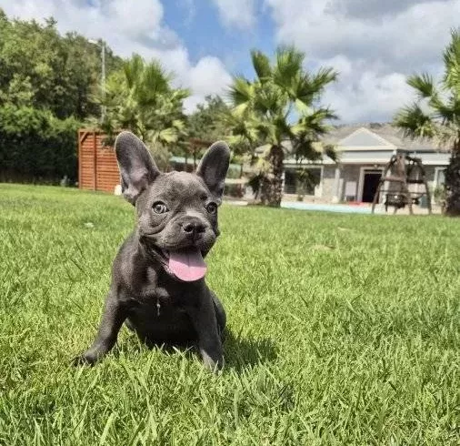 Blue French Bulldog Yavrulari