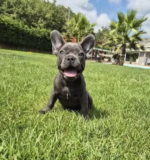 Blue French Bulldog Yavrulari