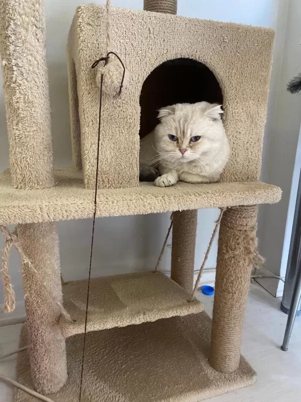 Scottish Fold Kedisi