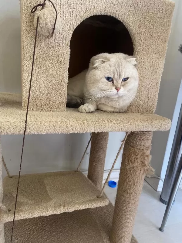 Scottish Fold Kedisi