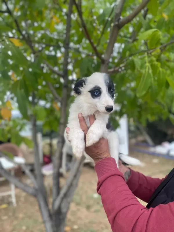Safkan Ankaranın En Güzel Border Collie Yavruları