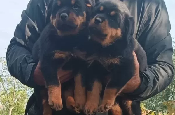 Sağlıklı Ve Güçlü Rottweiler Yavruları