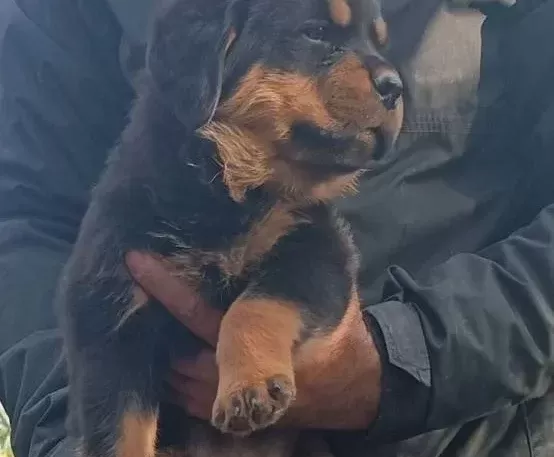 Sağlıklı Ve Güçlü Rottweiler Yavruları